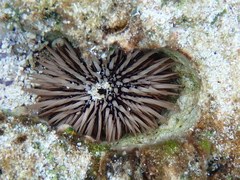 Echinometra mathaei