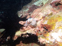 Callistoctopus luteus