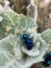 Chrysochus cobaltinus