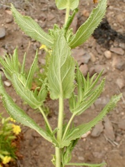 Diplacus clevelandii