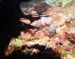 Callistoctopus luteus