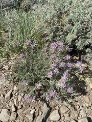 Astragalus andersonii