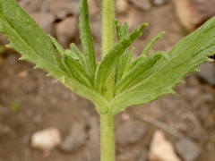 Diplacus clevelandii