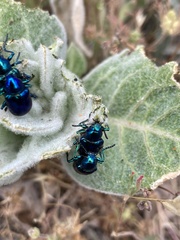 Chrysochus cobaltinus