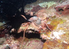 Callistoctopus luteus