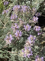 Astragalus andersonii