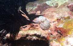 Callistoctopus luteus