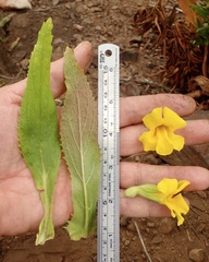 Diplacus clevelandii