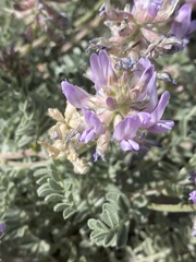 Astragalus andersonii