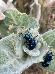 Chrysochus cobaltinus