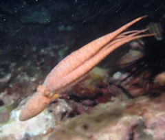 Callistoctopus luteus