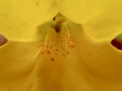 Diplacus clevelandii