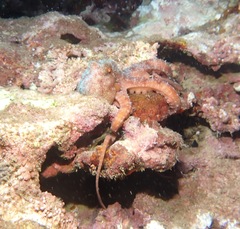 Callistoctopus luteus