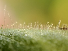 Diplacus clevelandii