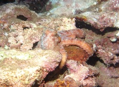 Callistoctopus luteus