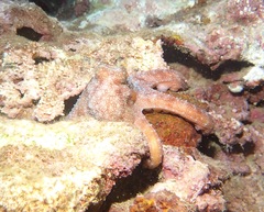 Callistoctopus luteus