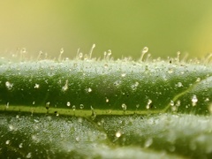 Diplacus clevelandii