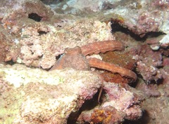 Callistoctopus luteus