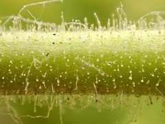 Diplacus clevelandii