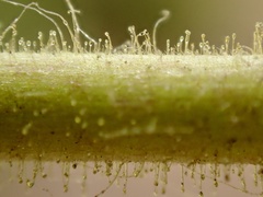 Diplacus clevelandii