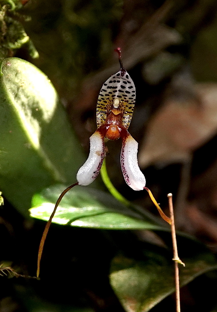 Masdevallia hortensis
