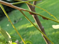 Homalodisca vitripennis