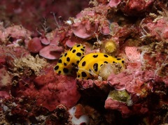 Phyllidia polkadotsa