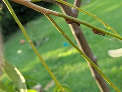 Homalodisca vitripennis