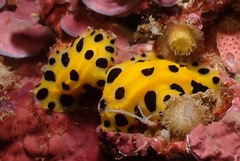 Phyllidia polkadotsa