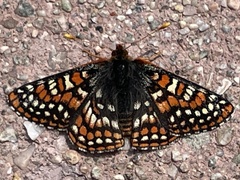 Euphydryas anicia
