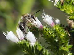 Eucera gracilipes