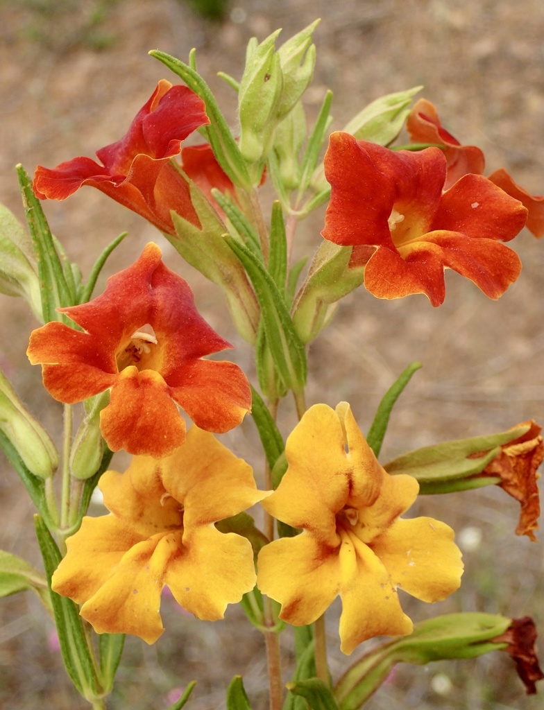 bush monkeyflowers