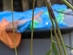 Homalodisca vitripennis