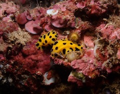Phyllidia polkadotsa