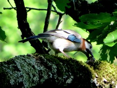 Garrulus glandarius cervicalis
