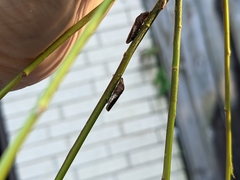 Homalodisca vitripennis