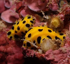 Phyllidia polkadotsa