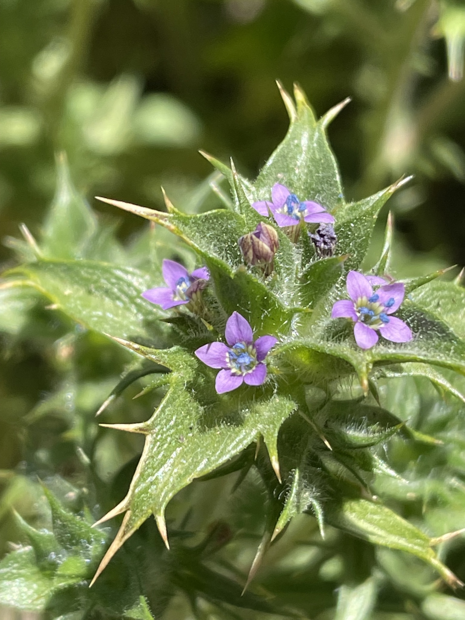 Navarretia atractyloides