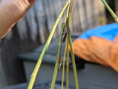 Homalodisca vitripennis