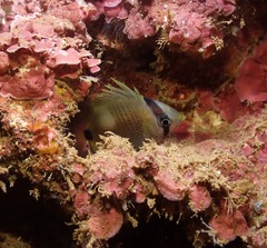 Chaetodontidae