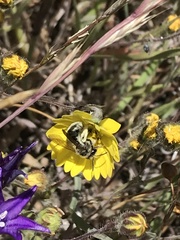 Lasioglossum titusi