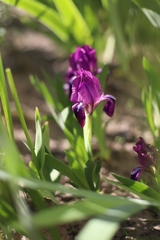 Iris