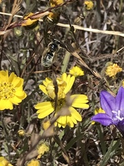 Lasioglossum titusi