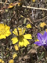 Lasioglossum titusi