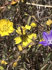 Lasioglossum titusi