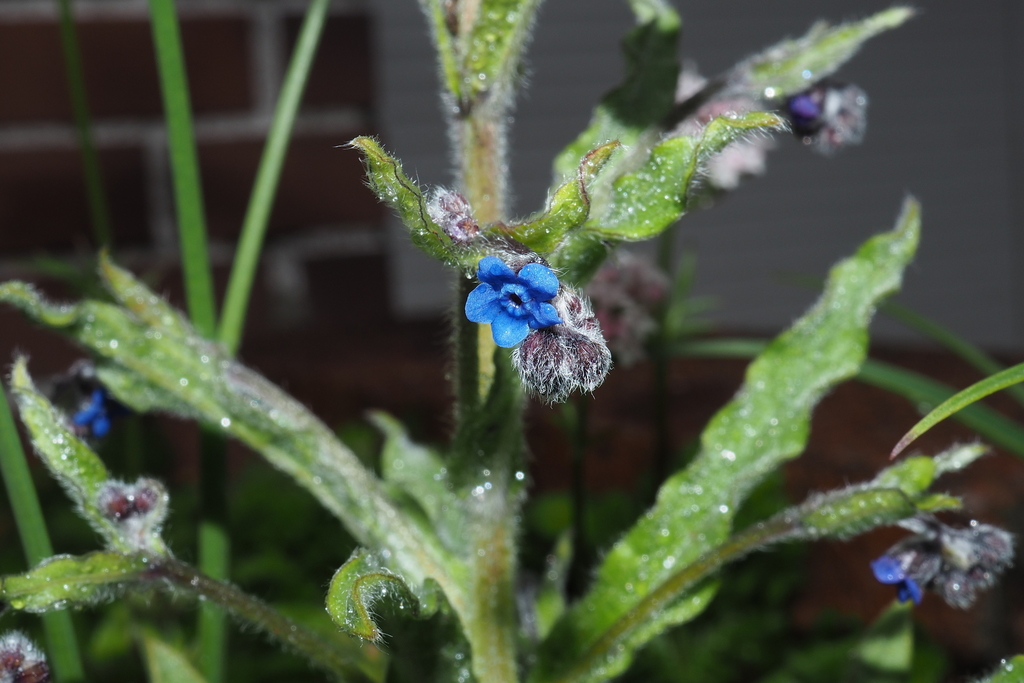 Cynoglossum alpestre (Cynoglossum alpestre)