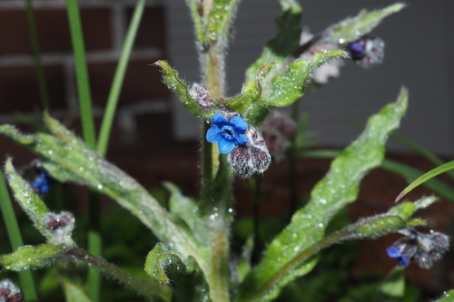 Image of Cynoglossum Alpestre (Cynoglossum alpestre) by (c) Lin Scott, some rights reserved (CC BY)