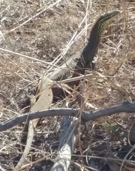 Varanus panoptes