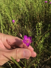 Phemeranthus calycinus