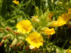 Diplacus clevelandii